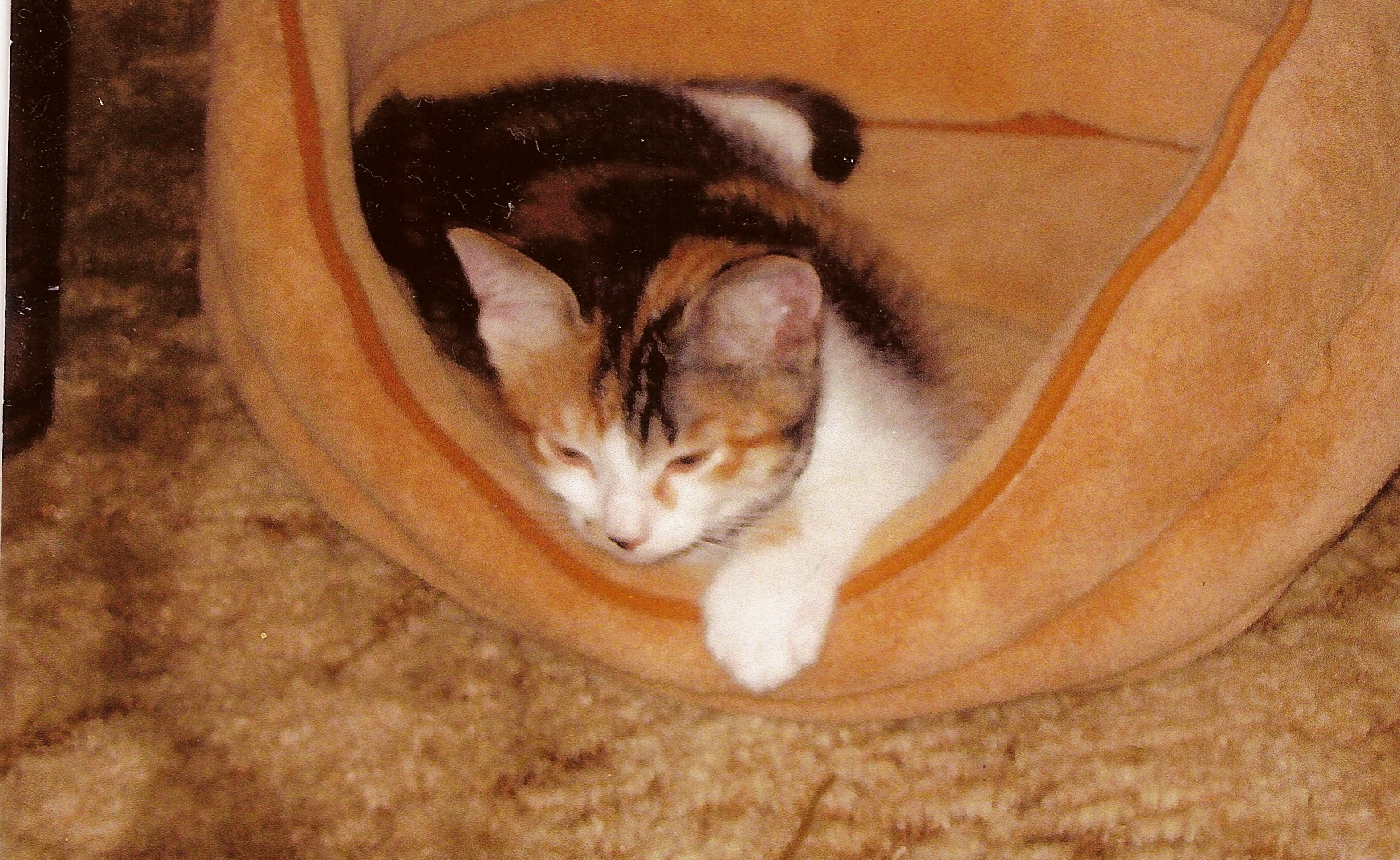 Sand Storm is her name!