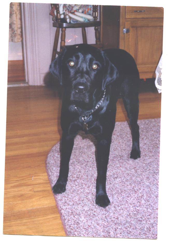 Look at that face !&nbsp;&nbsp; Stop in the Library and tell Mrs. Caputo that Leah is a beauty!