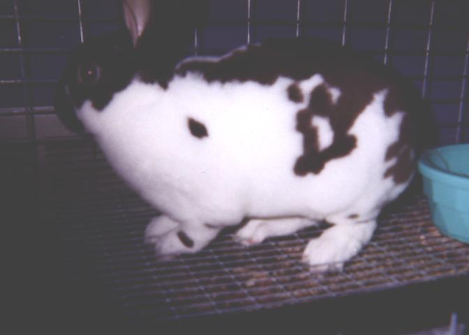 OREO ! ! ! 