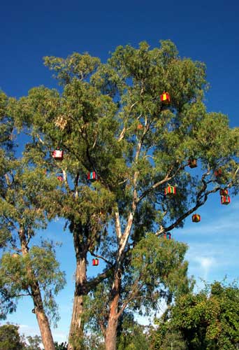Gum Tree Christmas Tree
