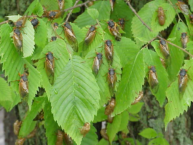 Cicada