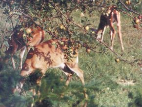 White-tail deer