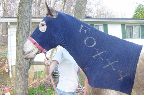 Appaloosa