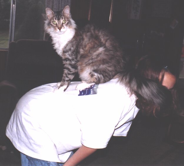 Maine Coon Cat