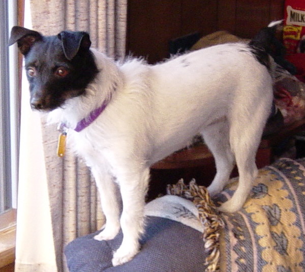Jack Russell Terror