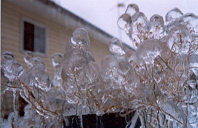 iceflowers