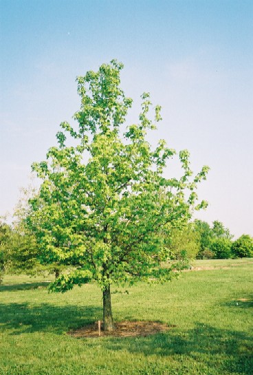 Sweetgum Tree dedicated 8 May 2005 at the Univ of KY Arboretum in memory of Guy Davenport (1927-2005) photo by Chuck Ralston