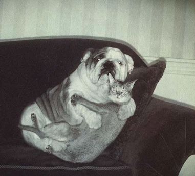 Cat and Dog