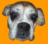 We hung out with Arturo's dog "Diesel" for awhile! 