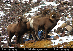 Bighorn Sheep Photo