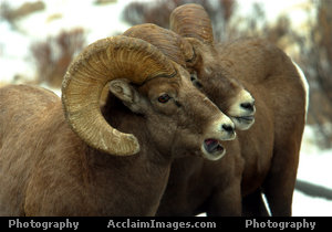 Bighorn Sheep Photo