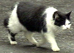Humphrey going for a pint after a hard day's work. Photo courtesy of The Cat Basket 