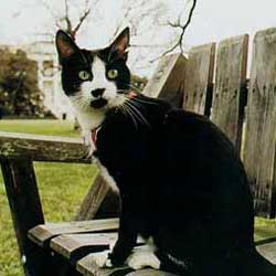 Socks - the REAL president of the USA. Photo courtesy of www.whitehouse.gov 