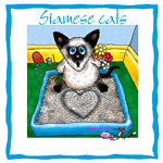 Chuwy is Siamese?