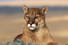 Click to enter. Photo � E-cats from Daveweb