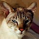 Photo courtesy of Georges & Michele Catala and Liris