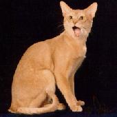 An Abyssinian calling its human slave