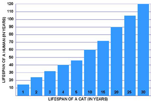 Check your cat's age here!