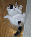 Sorry, I'm too lazy to get up. Photo � Vhantoms Turkish Van