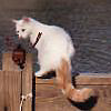 Err, the water kinda looks cold today. Photo � Vhantoms Turkish Van
