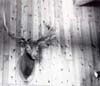 Deer Mount