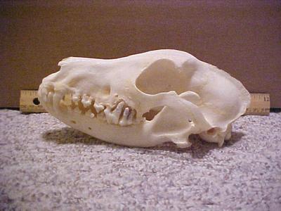 airedale terrier