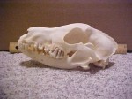 Airedale Terrier