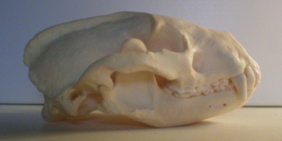 badger