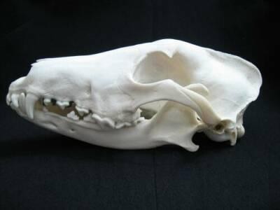 borzoi