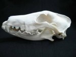 borzoi