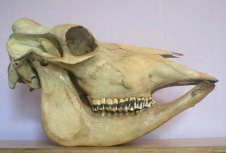 cow
