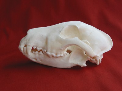 Bull Terrier