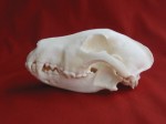 bull terrier