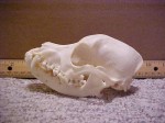 Cocker Spaniel