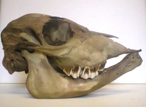 calf