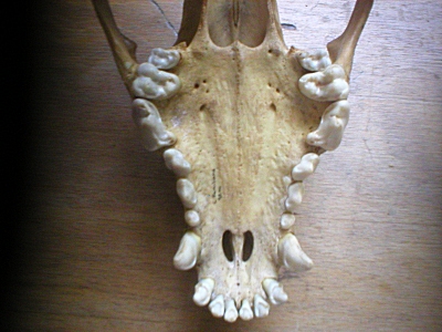 canid teeth