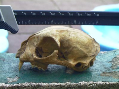 Adult cat skull