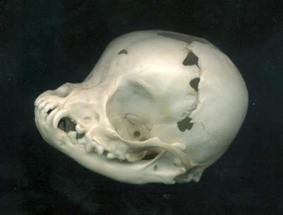 Hydrocephalus Chihuahua