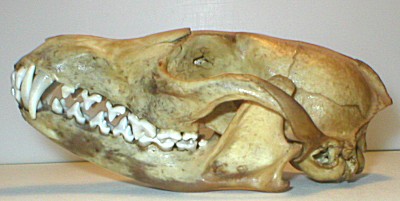fox