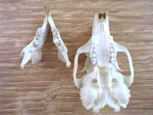 grey squirrel ventral