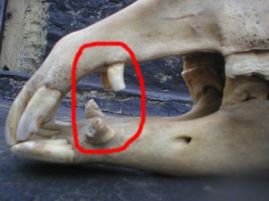 horse canines