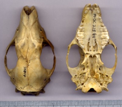 hedgehog- dorsal and ventral view