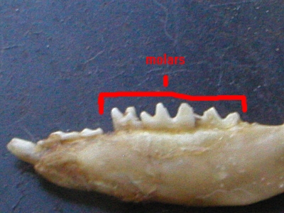 pointed molars