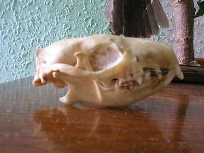 hedgehog-lateral view