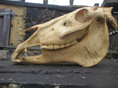 horse