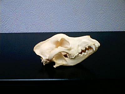 labrador