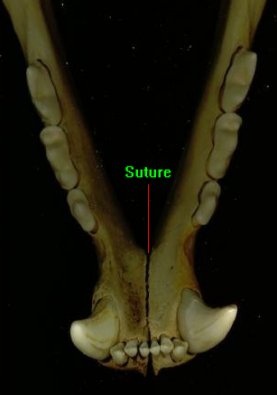 mandible