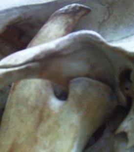 hinge joint
