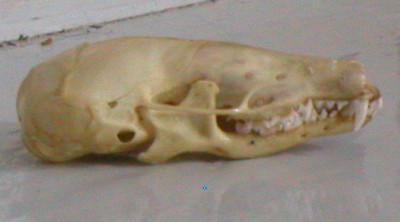 mole
