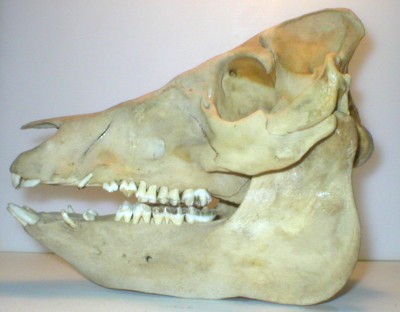 pig